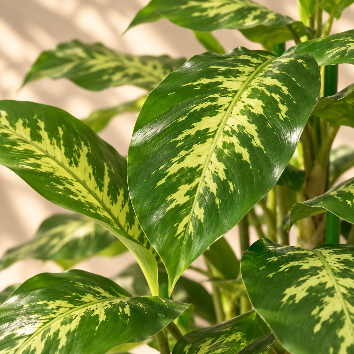Gros plan sur le feuillage panaché du dieffenbachia artificiel 95 cm