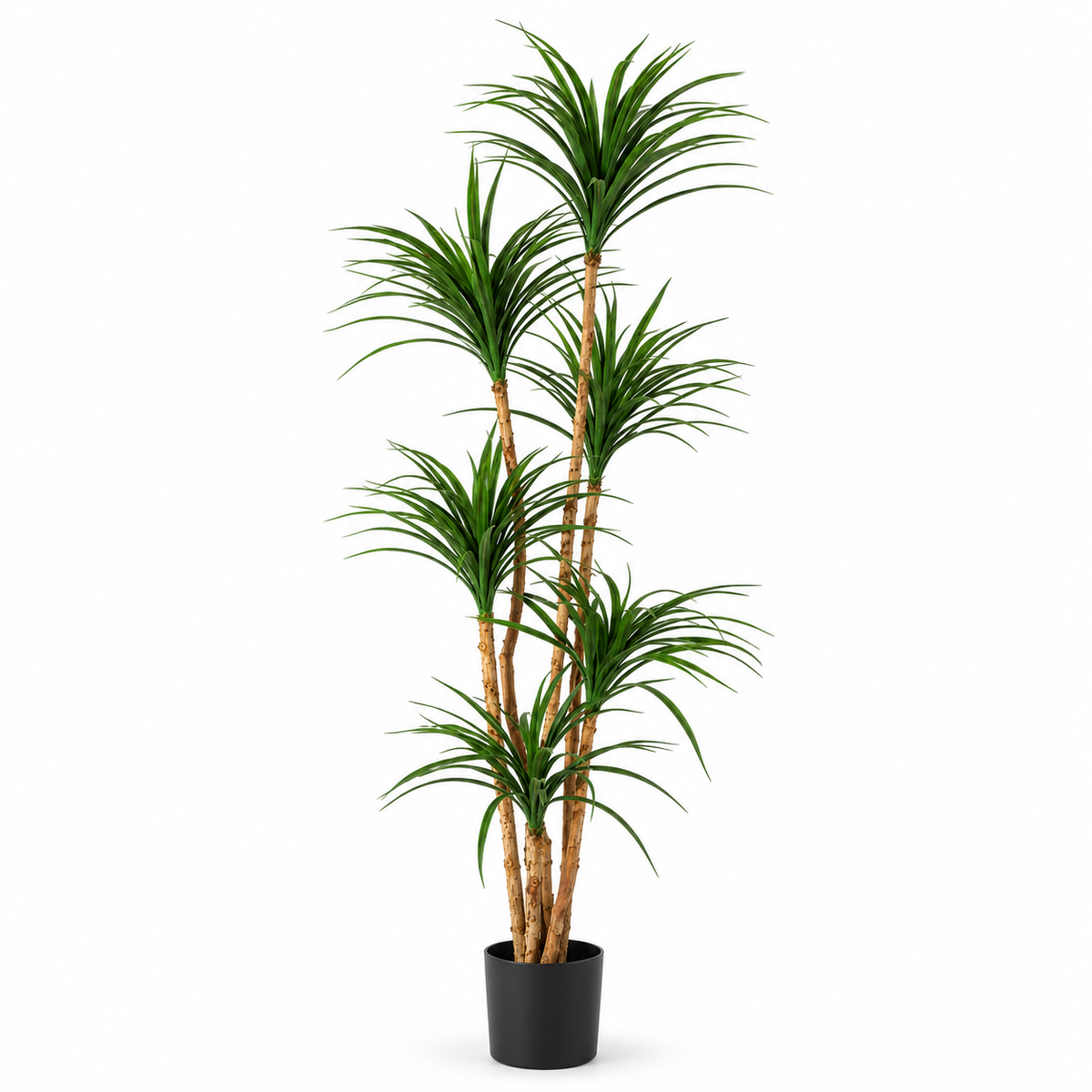 Dracaena artificiel 180 cm sur fond blanc