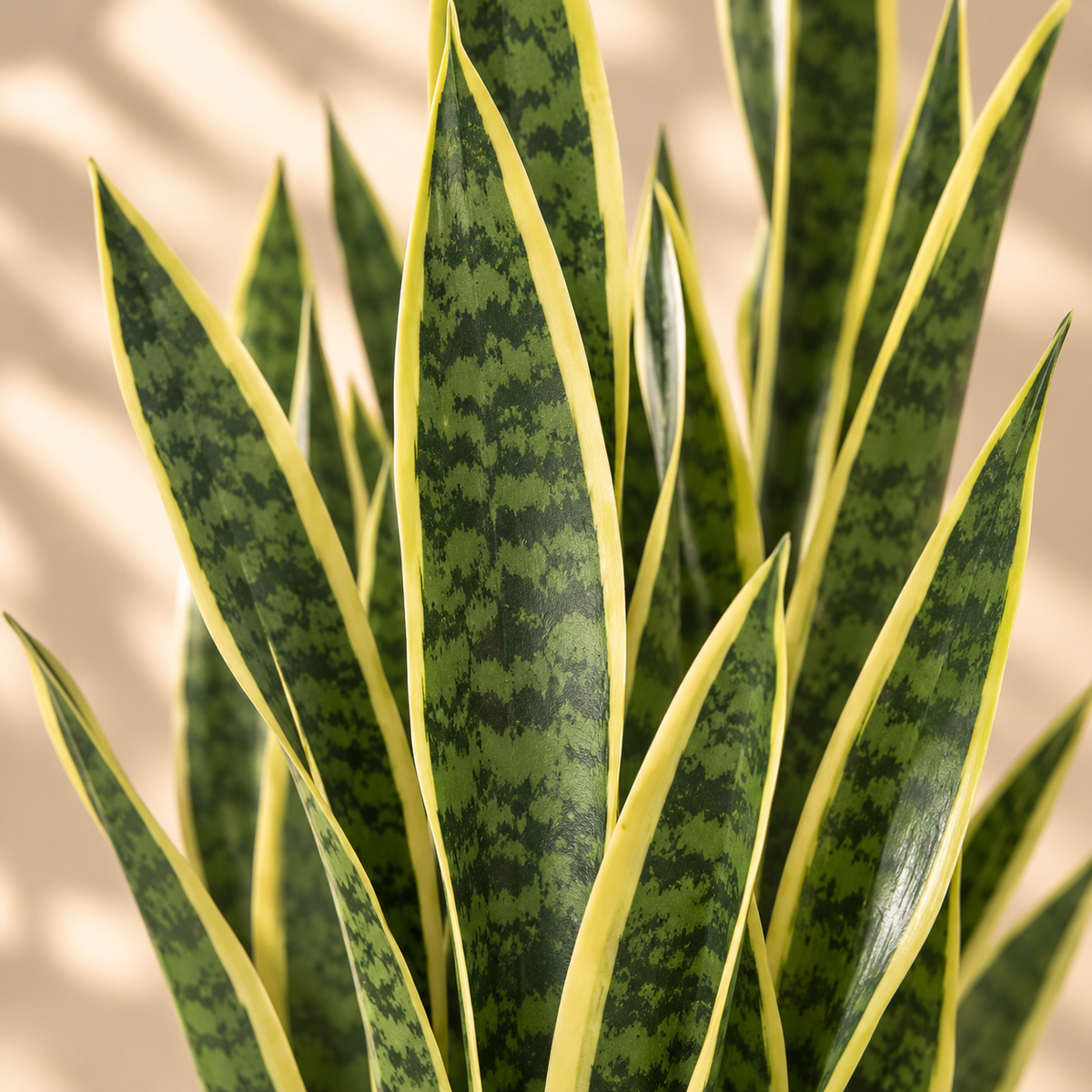 Gros plan sur les feuilles de la sansevieria artificielle 90 cm